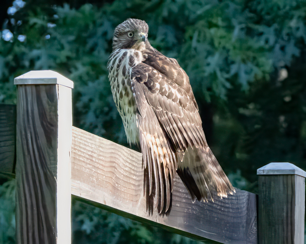 Red shouldered hawk